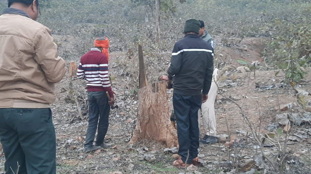 पन्ना टाइगर रिजर्व में सक्रिय है सागौन माफिया, जांच में अवैध कटाई का खुलासा