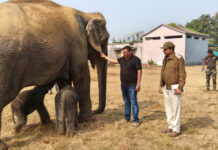 पन्ना टाइगर रिजर्व की हथिनी अनारकली का अनोखा रिकार्ड, पहली बार “जुड़वा बच्चों” को दिया जन्म