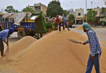 पन्ना जिले में 41 केंद्रों पर 01 दिसम्बर से 20 जनवरी तक होगी समर्थन मूल्य पर धान खरीदी
