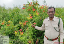 MP News: प्रधानमंत्री मोदी ने मन की बात में पन्ना के वनरक्षक जगदीश प्रसाद के ‘औषधीय ज्ञान’ को सराहा