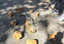 एनएच-39 पर अज्ञात वाहन की टक्कर से तेंदुए के शावक की मौत