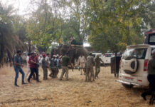 बाघ के गांव में घुसने से भड़का गुस्सा: पीटीआर के रेंजर और डिप्टी रेंजर को बंधक बनाने की कोशिश, दो आरोपी गिरफ्तार