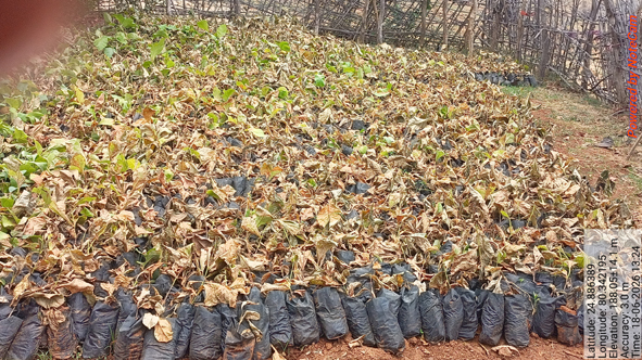 Negligence in tree plantation--001