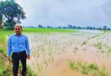 पन्ना में भारी बारिश का कहर: उड़द-मूंग और तिल की फसलें तबाह, किसानों ने मुआवजे की मांग