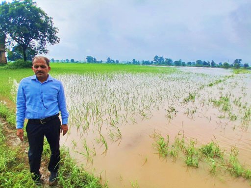 Crops ruined by heavy rain--008